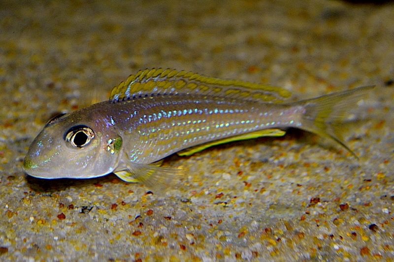 Xenotilapia ochrogenys 'Bilila (Kavala) Island'